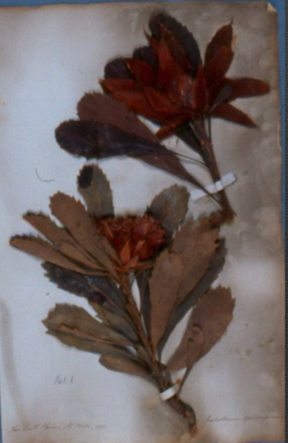 Botanical Specimens, before conservation Botanical Specimens, before conservation